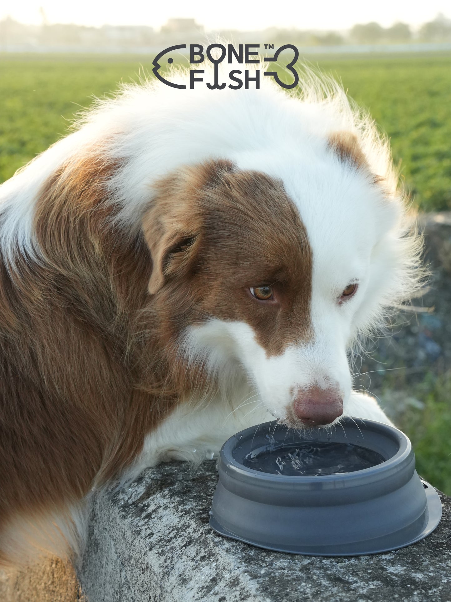 ComfortBowl (Collapsible Dog Bowl)