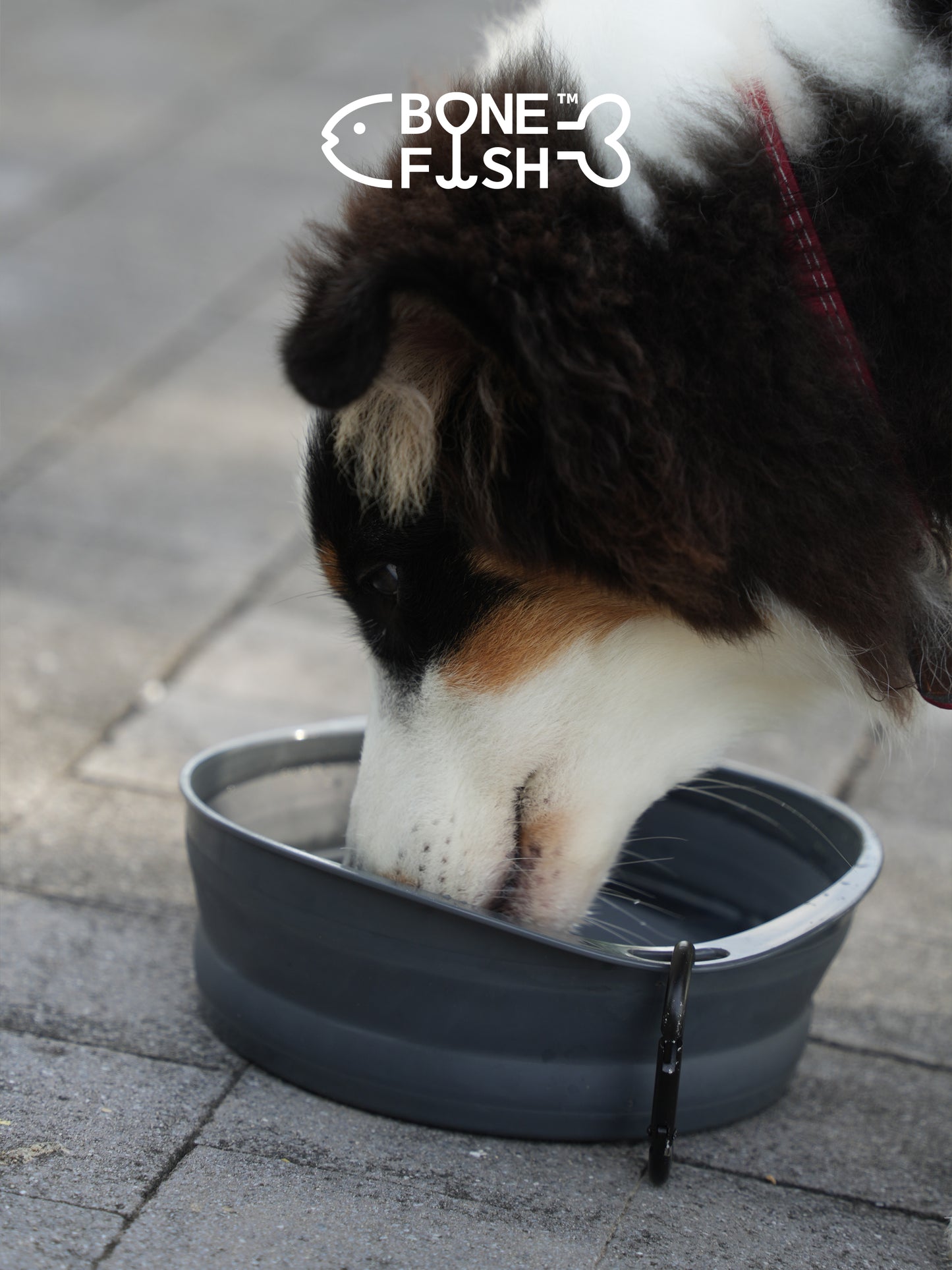 ComfortBowl (Collapsible Dog Bowl)