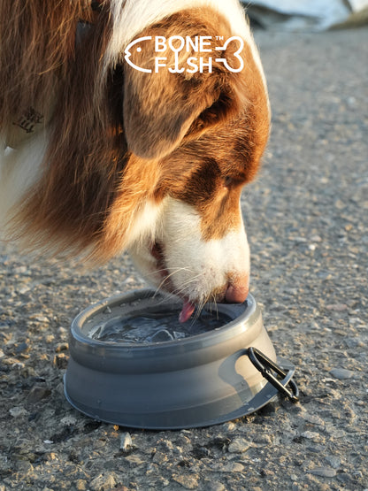 ComfortBowl (Collapsible Dog Bowl)