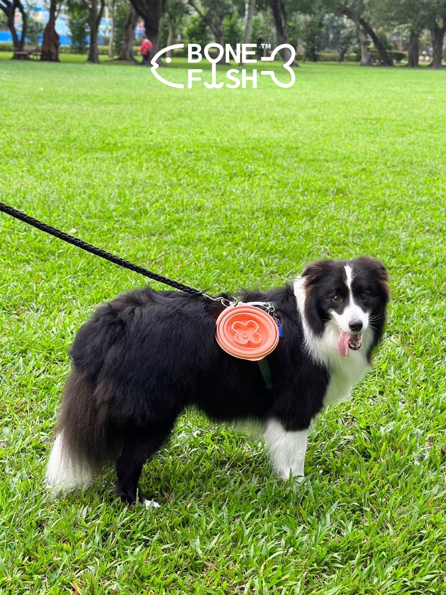 FOLDING SLOW FEEDER (Collapsible Dog Bowl)