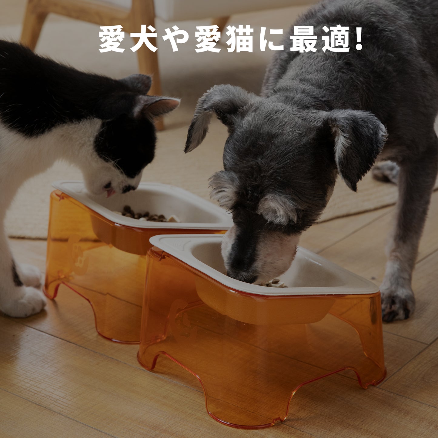 エコ使い捨てペットボウル｜生分解性ディスポボウル